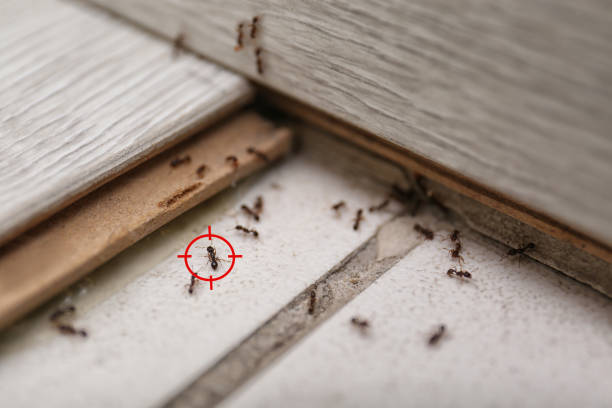 Best Residential Pest Control  in Prices Fork, VA