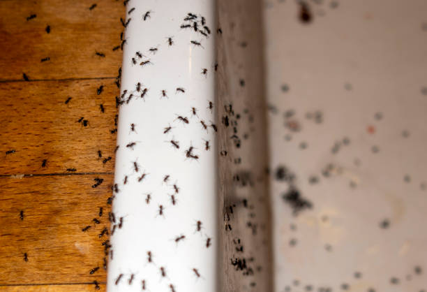 Best Wildlife Control Services  in Prices Fork, VA