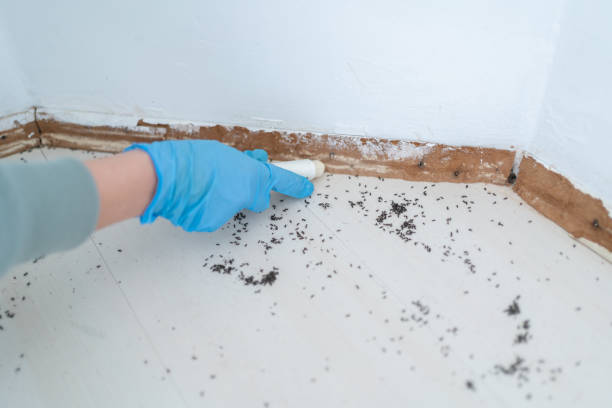 Best Mosquito Control Services  in Prices Fork, VA